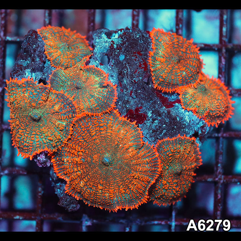 Item#A6279IN6279(M) WYSIWYG Vietnam Ultra Orange Rhodactis Mushroom Colony
