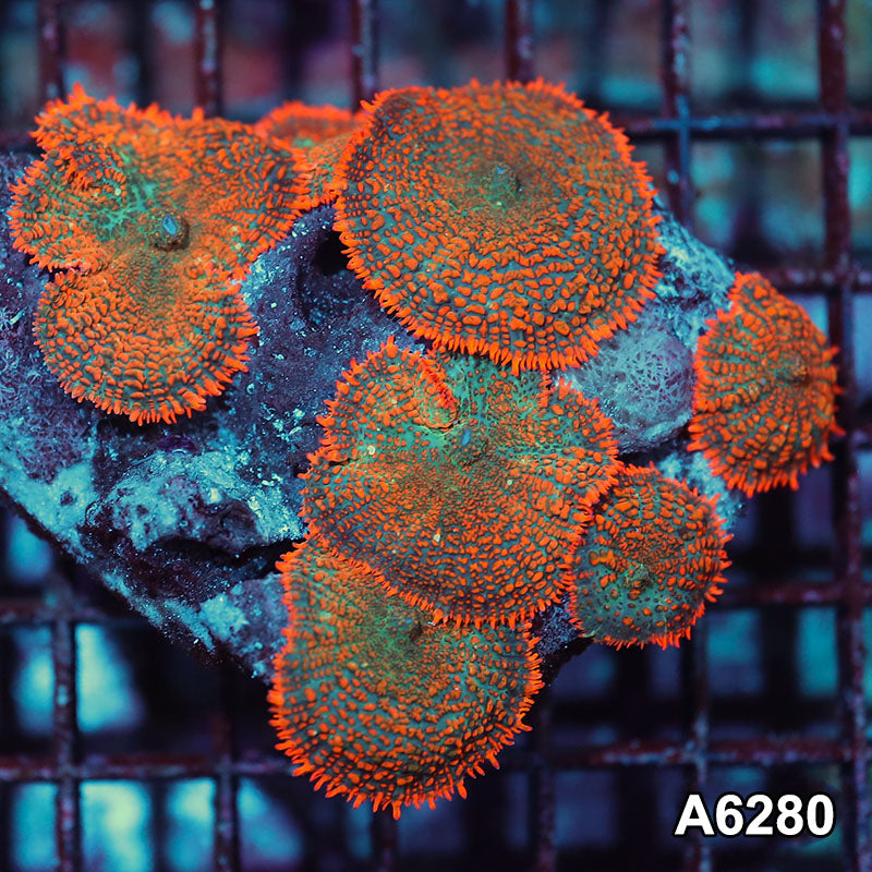 Item#A6280IN6280(M) WYSIWYG Vietnam Ultra Orange Rhodactis Mushroom Colony