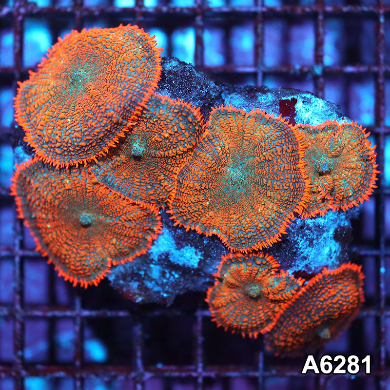 Item#A6281IN6281(M) WYSIWYG Vietnam Ultra Orange Rhodactis Mushroom Colony