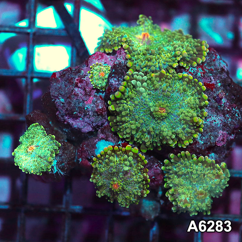 Item#A6283IN6283(S) WYSIWYG Vietnam Ultra Ricordea Yuma Mushroom Colony