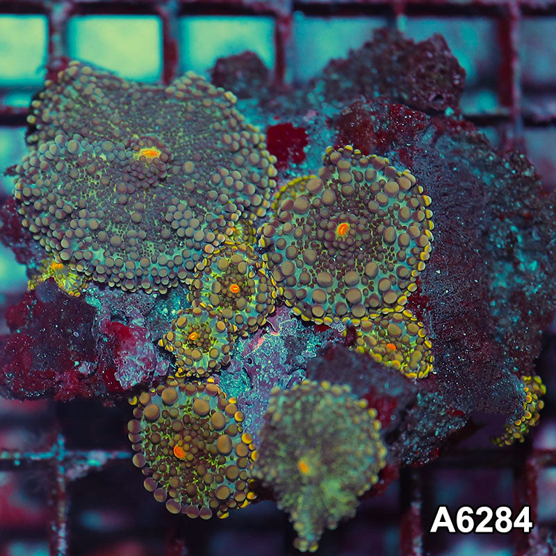 Item#A6284IN6284(M) WYSIWYG Vietnam Ultra Ricordea Yuma Mushroom Colony