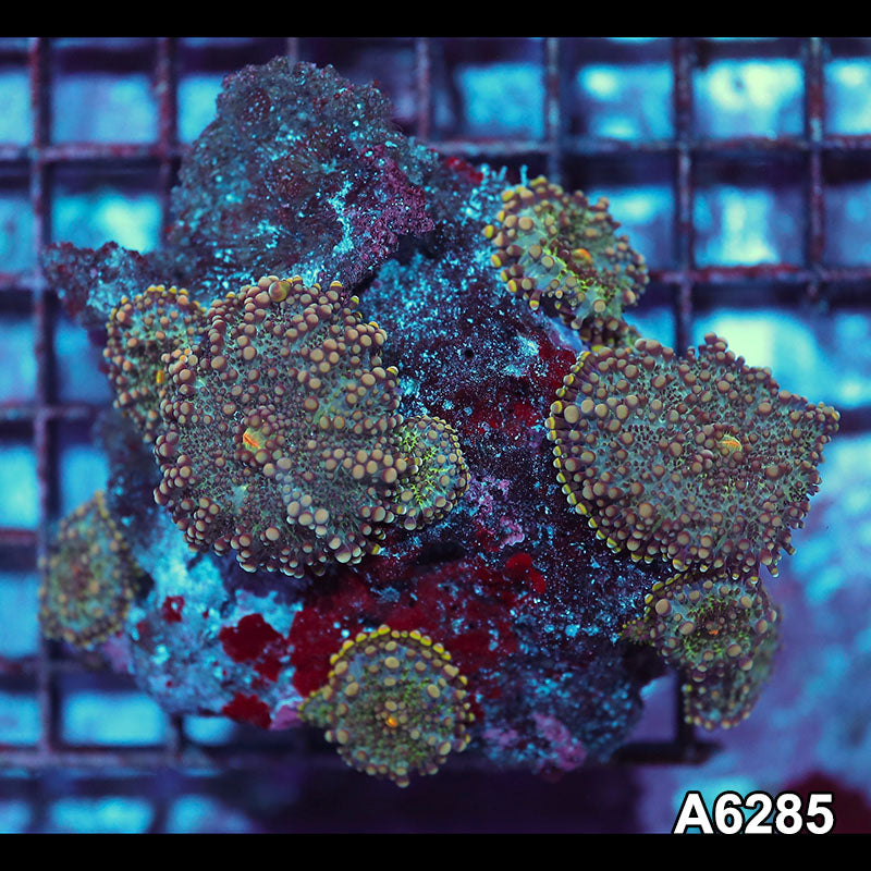 Item#A6285IN6285(M) WYSIWYG Vietnam Ultra Ricordea Yuma Mushroom Colony