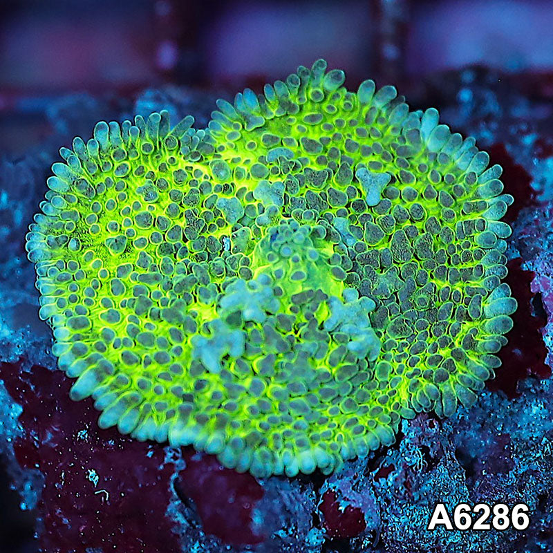 Item#A6286IN6286(S) WYSIWYG Vietnam Ultra Bounce Mushroom