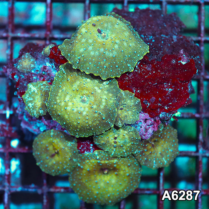 Item#A6287IN6287(M) WYSIWYG Vietnam Ultra Unique Spotted Discosoma Mushroom Colony