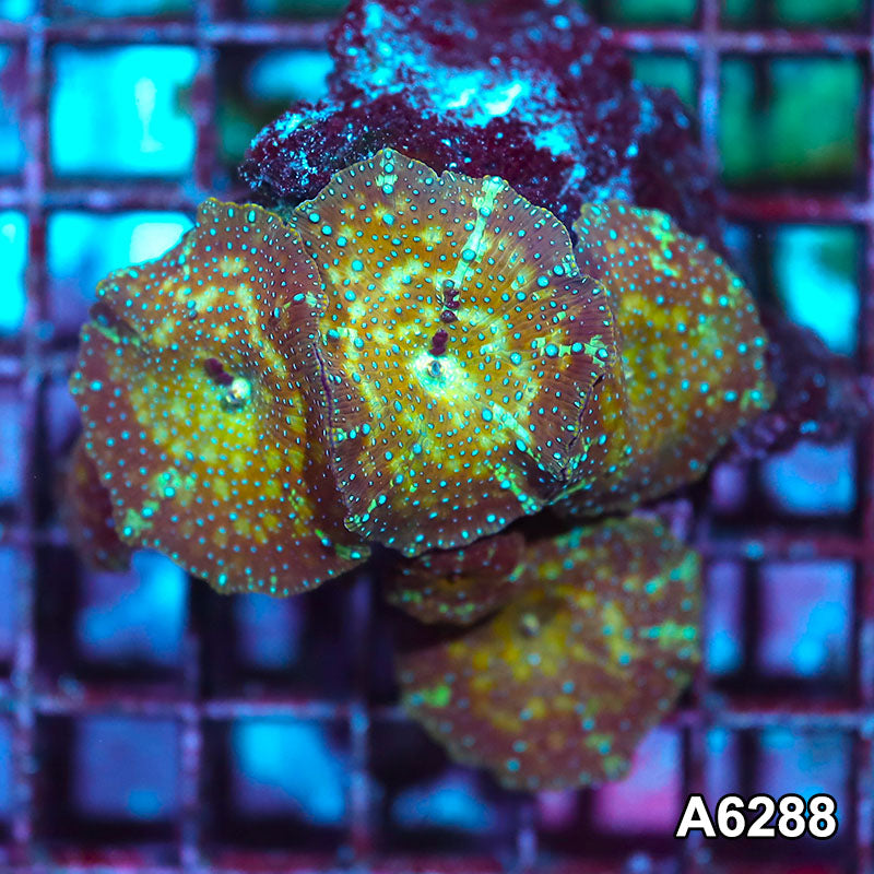 Item#A6288IN6288(S) WYSIWYG Vietnam Ultra Unique Spotted Discosoma Mushroom Colony