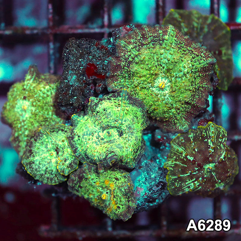 Item#A6289IN6289(M) WYSIWYG Vietnam Ultra Unique Spotted Discosoma Mushroom Colony