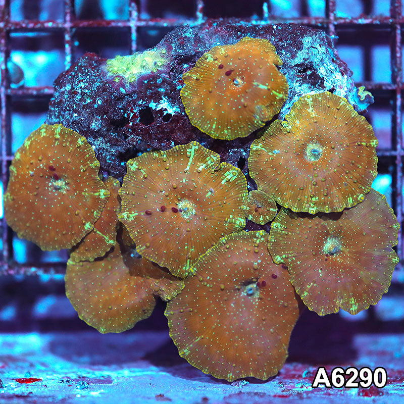 Item#A6290IN6290(M) WYSIWYG Vietnam Ultra Unique Spotted Discosoma Mushroom Colony