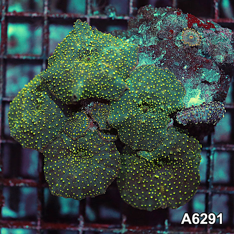 Item#A6291IN6291(M) WYSIWYG Vietnam Ultra Unique Spotted Discosoma Mushroom Colony