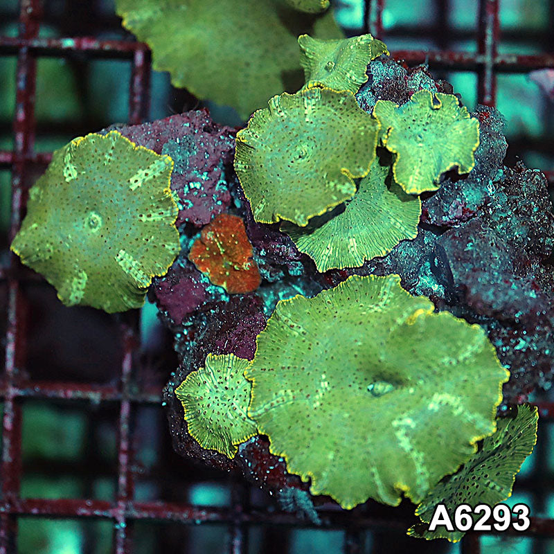 Item#A6293IN6293(M) WYSIWYG Vietnam Ultra Unique Spotted Discosoma Mushroom Colony