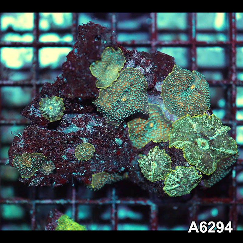 Item#A6294IN6294(M) WYSIWYG Vietnam Ultra Unique Spotted Discosoma Mushroom Colony