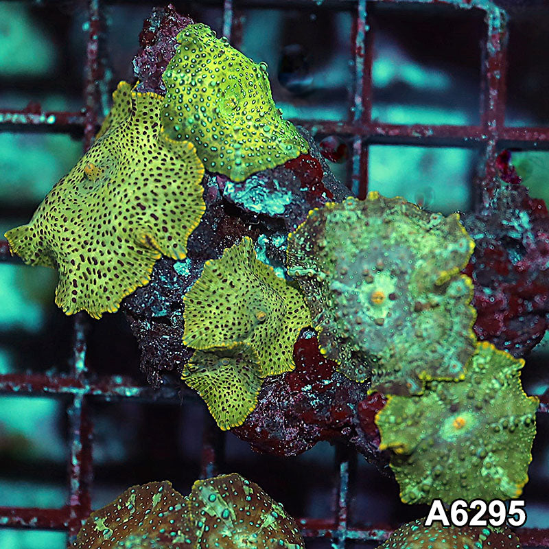 Item#A6295IN6295(S) WYSIWYG Vietnam Ultra Unique Spotted Discosoma Mushroom Colony