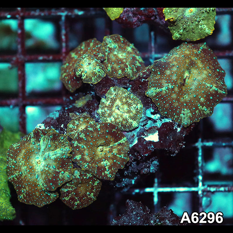 Item#A6296IN6296(M) WYSIWYG Vietnam Ultra Unique Spotted Discosoma Mushroom Colony