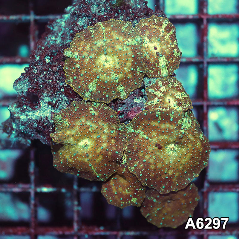 Item#A6297IN6297(M) WYSIWYG Vietnam Ultra Unique Spotted Discosoma Mushroom Colony