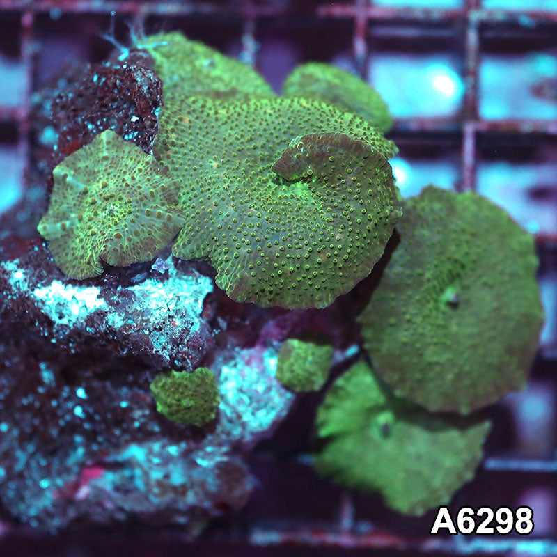 Item#A6298IN6298(M) WYSIWYG Vietnam Ultra Unique Spotted Discosoma Mushroom Colony