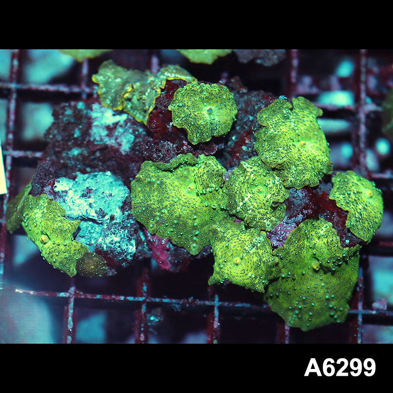 Item#A6299IN6299(M) WYSIWYG Vietnam Ultra Unique Spotted Discosoma Mushroom Colony