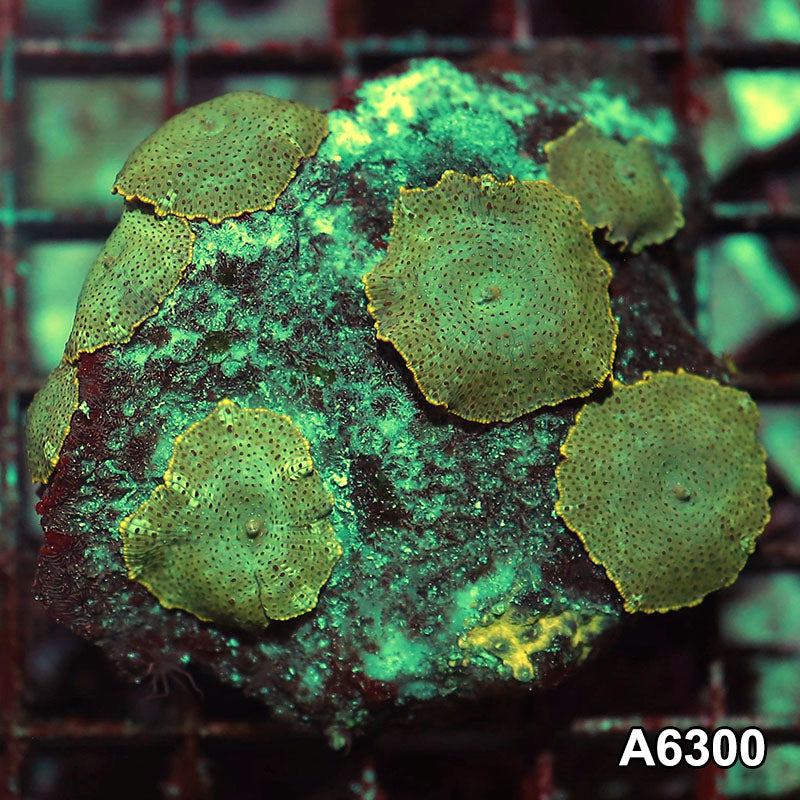 Item#A6300IN6300(M) WYSIWYG Vietnam Ultra Unique Spotted Discosoma Mushroom Colony