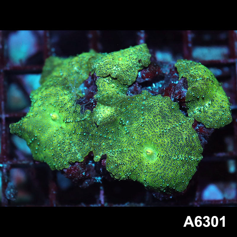 Item#A6301IN6301(M) WYSIWYG Vietnam Ultra Unique Spotted Discosoma Mushroom Colony