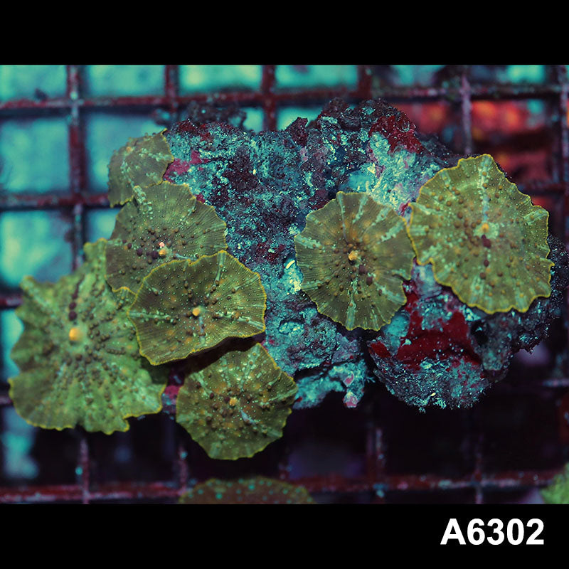 Item#A6302IN6302(M) WYSIWYG Vietnam Ultra Unique Spotted Discosoma Mushroom Colony