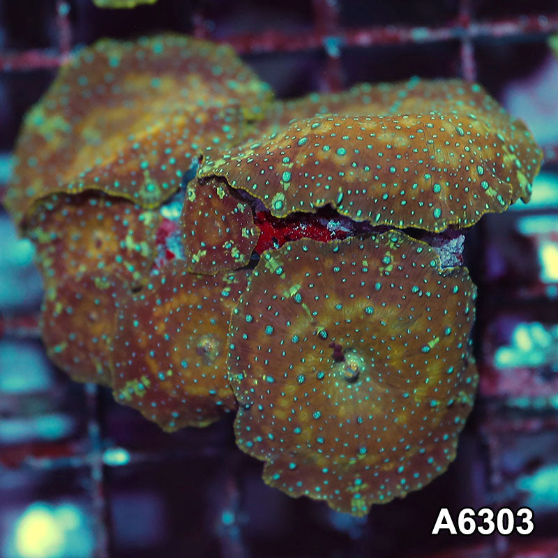 Item#A6303IN6303(M) WYSIWYG Vietnam Ultra Unique Spotted Discosoma Mushroom Colony