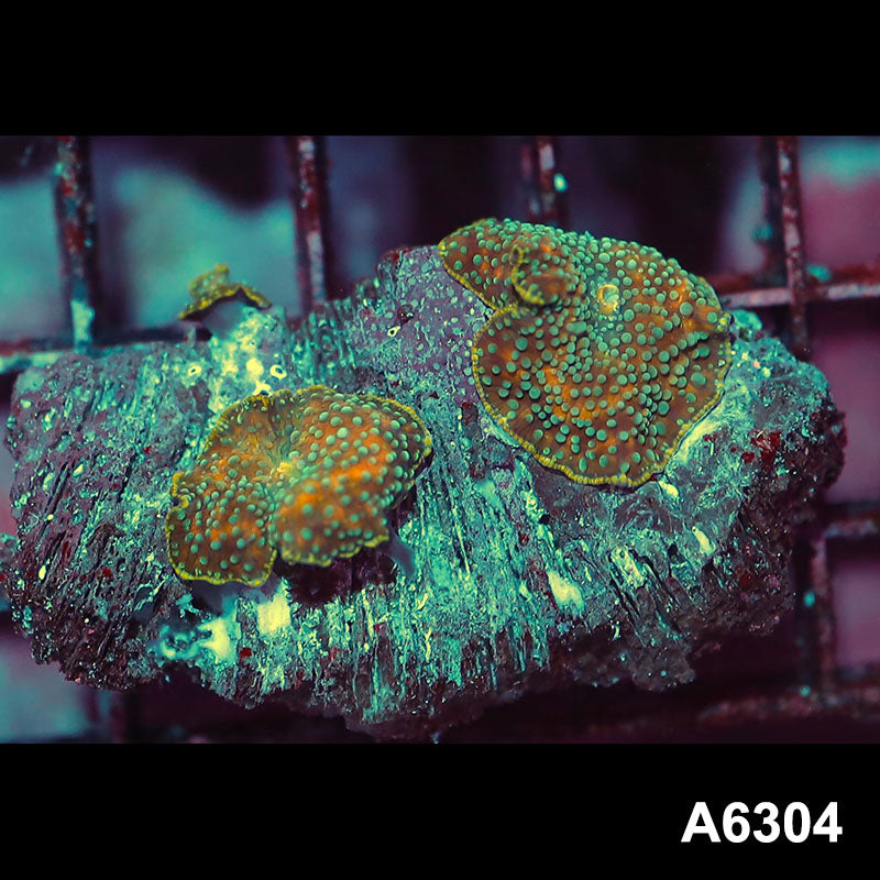 Item#A6304IN6304(S) WYWISWYG Ultra Unique Spotted Discosoma Mushrooms