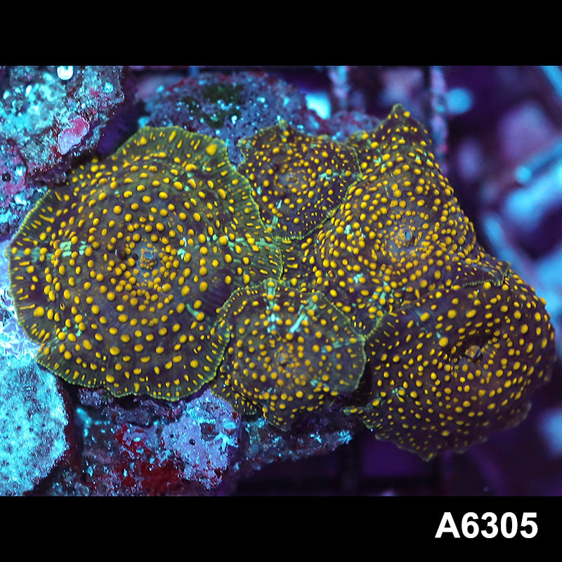 Item#A6305IN6305(S) WYSIWYG Vietnam Ultra Unique Spotted Discosoma Mushroom Colony