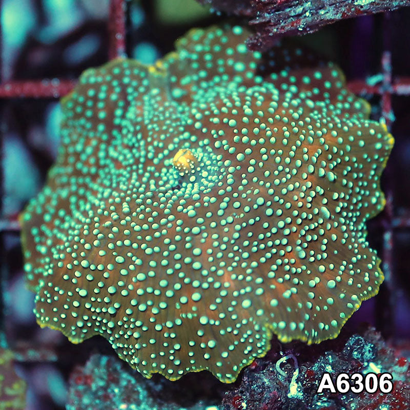 Item#A6306IN6306(S) WYSIWYG Vietnam Ultra Unique Spotted Discosoma Mushroom