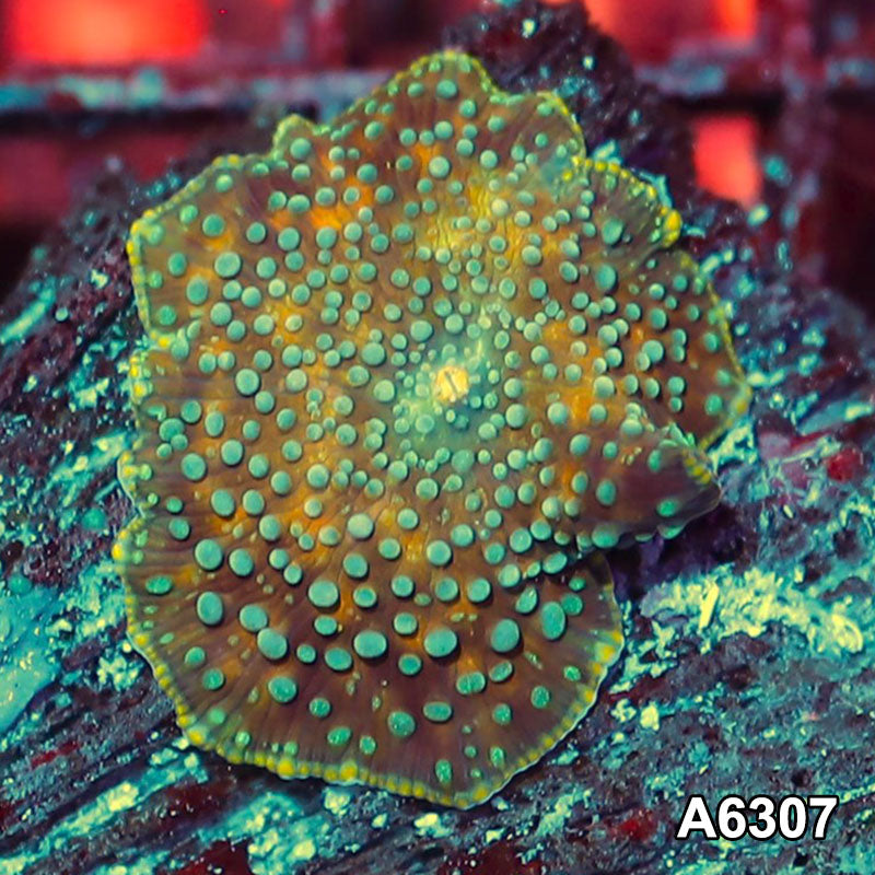 Item#A6307IN6307(S) WYSIWYG Vietnam Ultra Unique Spotted Discosoma Mushroom