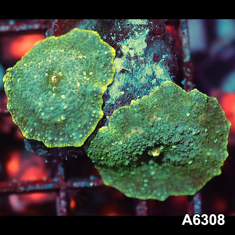Item#A6308IN6308(S) WYSIWYG Vietnam Ultra Unique Spotted Discosoma Mushrooms