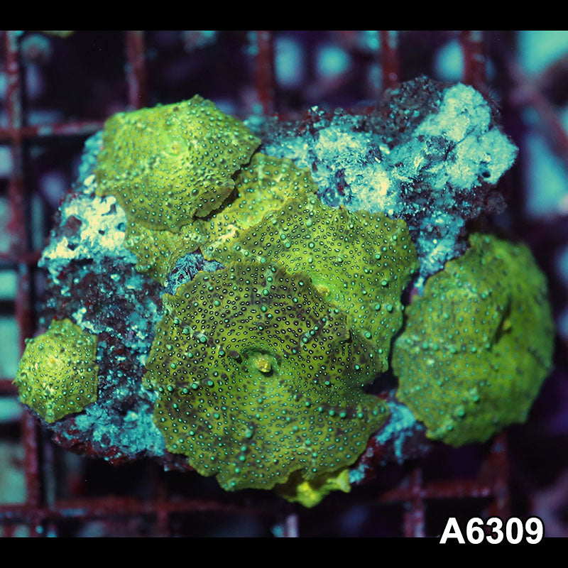 Item#A6309IN6309(S) WYSIWYG Vietnam Ultra Unique Spotted Discosoma Mushroom Colony