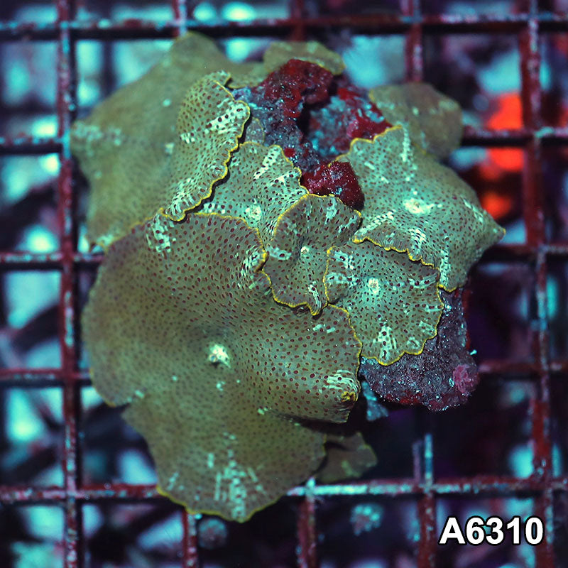 Item#A6310IN6310(S) WYSIWYG Vietnam Ultra Unique Spotted Discosoma Mushroom Colony