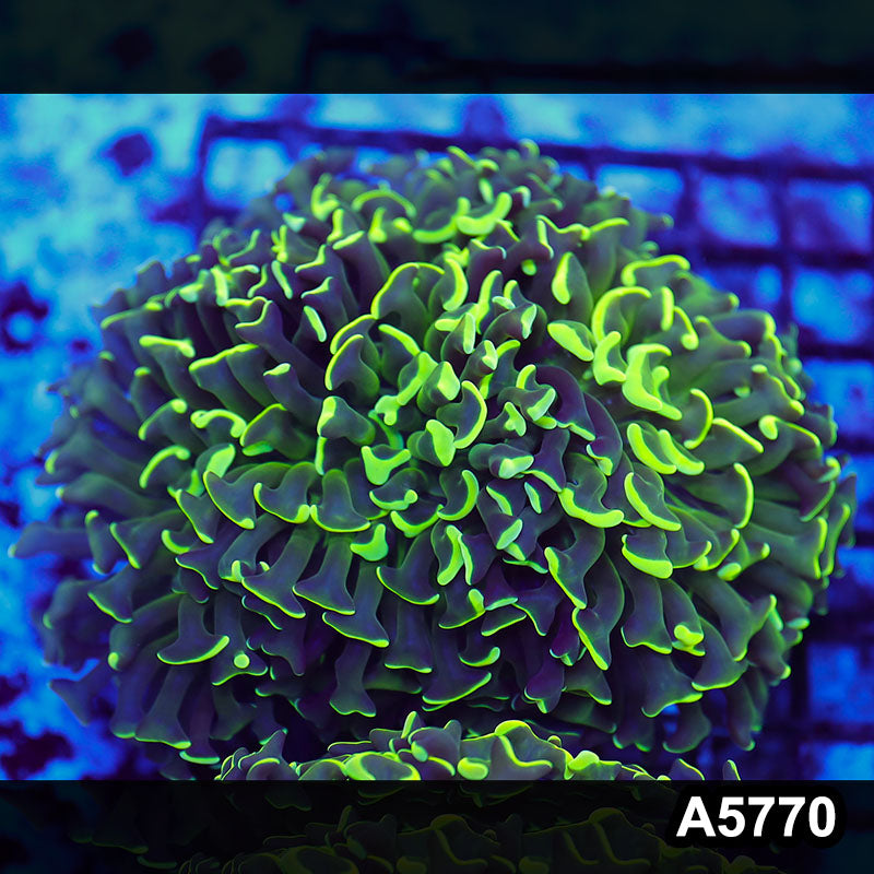 Item#A5770LW5770(L) WYSIWYG Indo Maricultured Ultra Tip Wall Hammer Colony