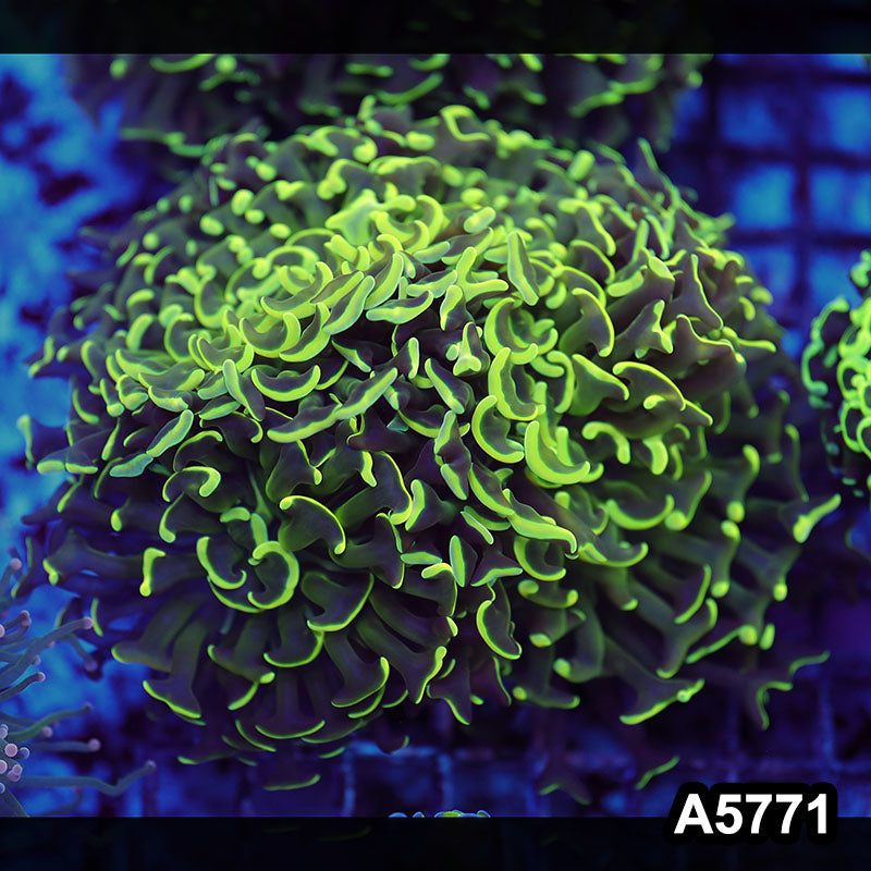 Item#A5771LW5771(L) WYSIWYG Indo Maricultured Ultra Tip Wall Hammer Colony