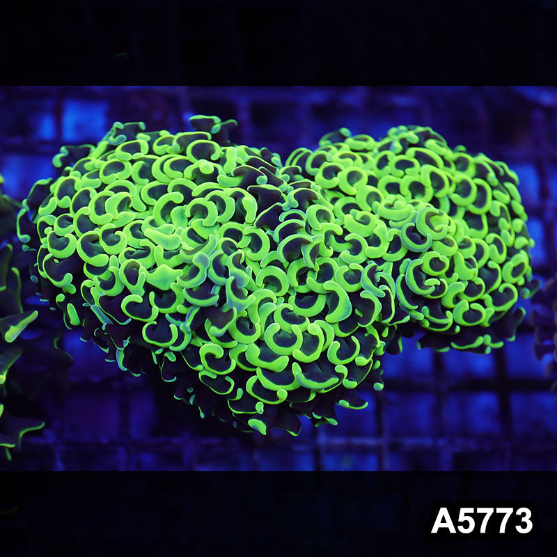 Item#A5773LW5773(L) WYSIWYG Indo Maricultured Ultra Tip Wall Hammer Colony