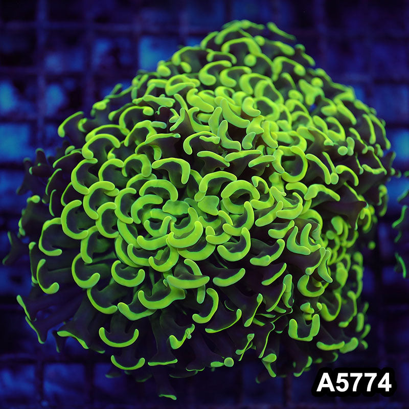 Item#A5774LW5774(L) WYSIWYG Indo Maricultured Ultra Tip Wall Hammer Colony