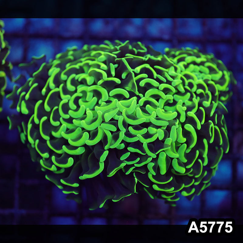 Item#A5775LW5775(L) WYSIWYG Indo Maricultured Ultra Tip Wall Hammer Colony