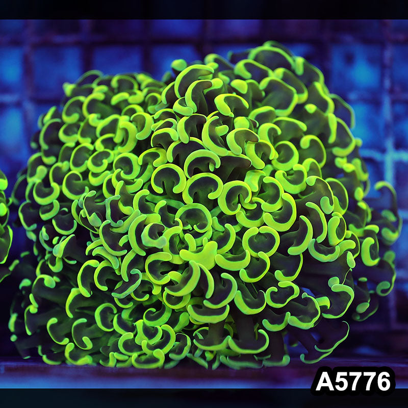 Item#A5776LW5776(L) WYSIWYG Indo Maricultured Ultra Tip Wall Hammer Colony