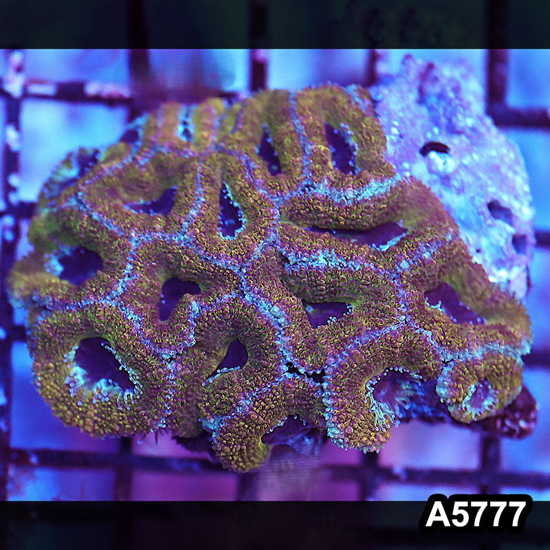 Item#A5777LW5777(S) WYSIWYG Aussie Ultra Acan Lord Small Colony