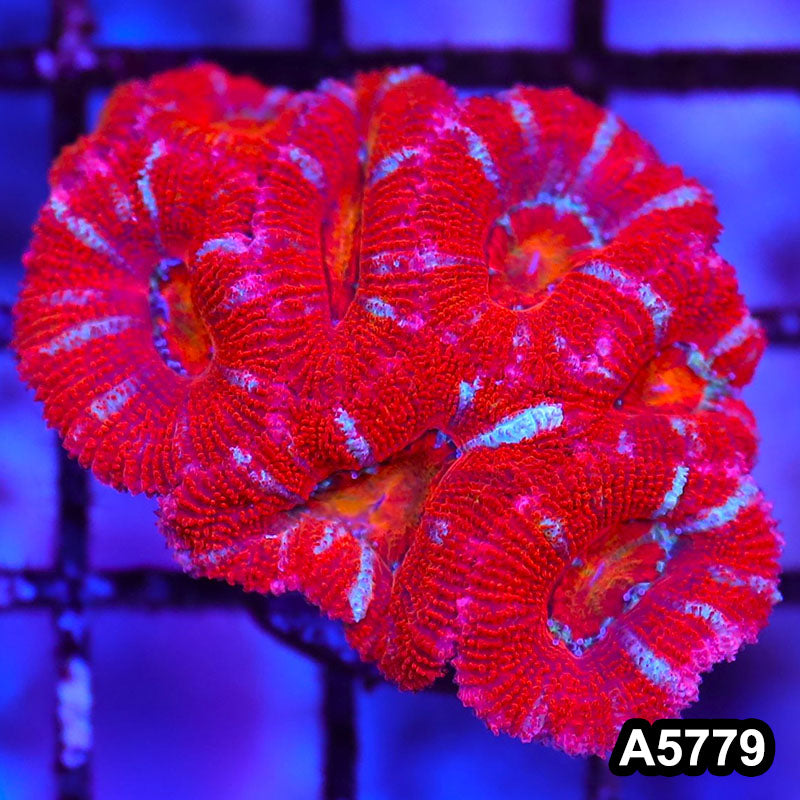 Item#A5779LW5779(S) WYSIWYG Aussie Ultra Acan Lord Small Frag