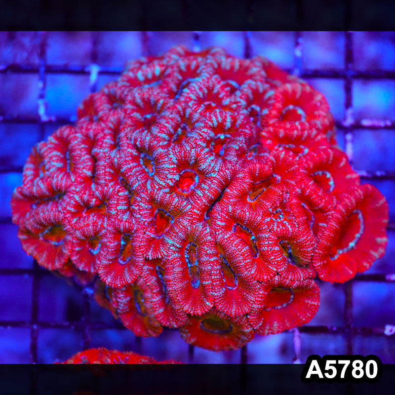 Item#A5780LW5780(L) WYSIWYG Aussie Ultra Acan Lord Small Colony