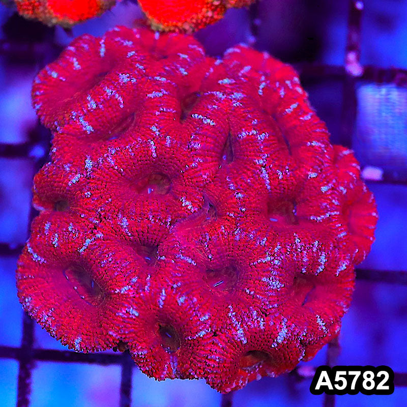 Item#A5782LW5782(M) WYSIWYG Aussie Ultra Acan Lord Small Colony