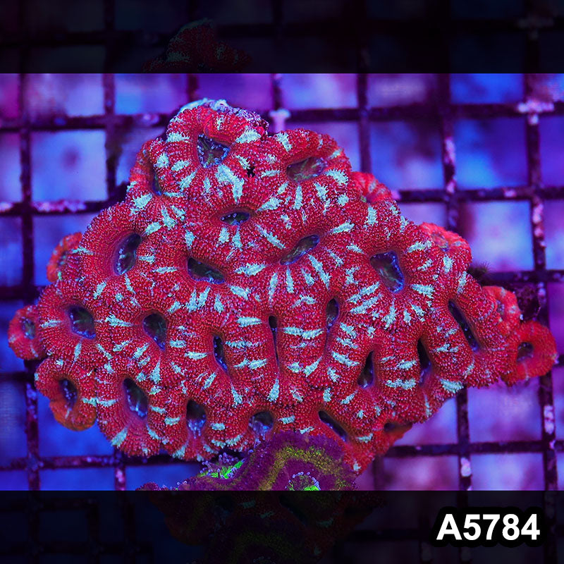 Item#A5784LW5784(M) WYSIWYG Aussie Ultra Acan Lord Small Colony