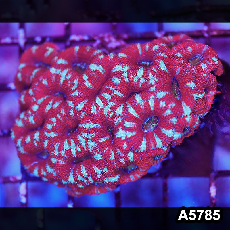 Item#A5785LW5785(M) WYSIWYG Aussie Ultra Acan Lord Small Colony