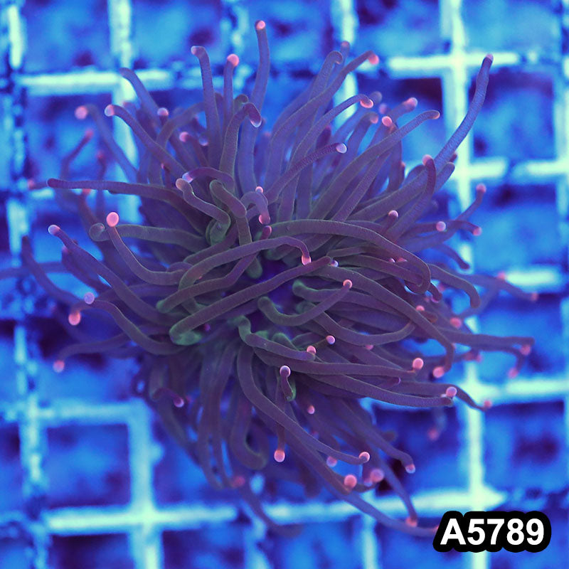 Item#A5789LW5789(M) WYSIWYG Indo Maricultured Unique Rainbow Tip Torch Single Head