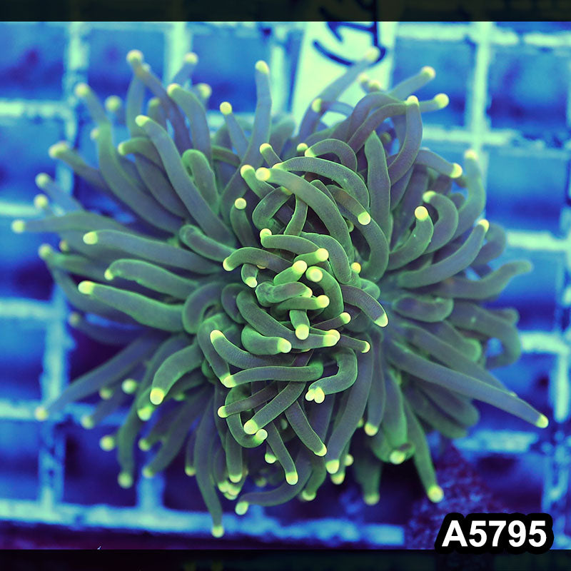 Item#A5795LW5795(M) WYSIWYG Indo Maricultured Ultra Yellow Tip Torch Single Head