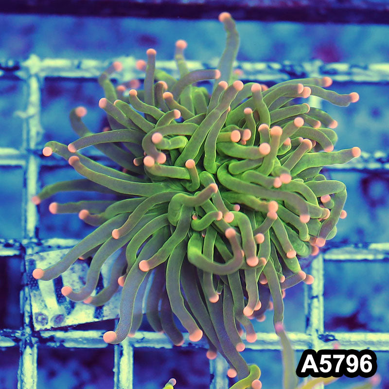 Item#A5796LW5796(M) WYSIWYG Indo Maricultured Ultra Unique Pink Tip Neon Torch Single Head