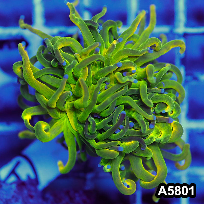 Item#A5801LW5801(M) WYSIWYG Indo Maricultured Rare Blue Tip Holy Grail Torch Single Head