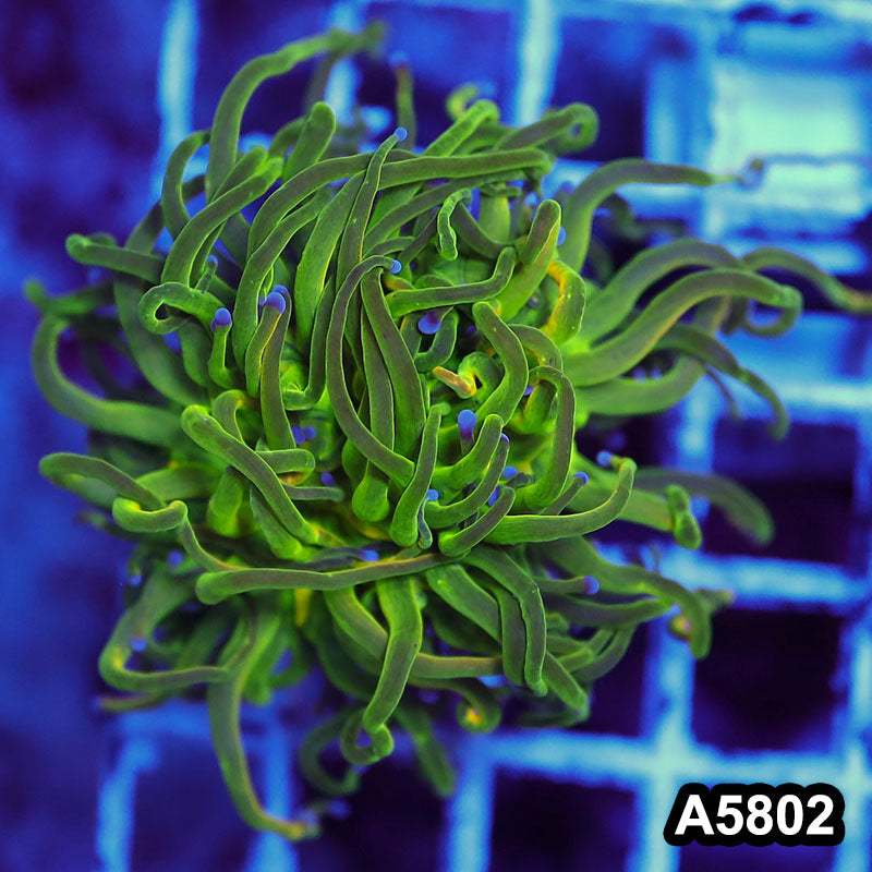 Item#A5802LW5802(M) WYSIWYG Indo Maricultured Rare Blue Tip Holy Grail Torch Single Head