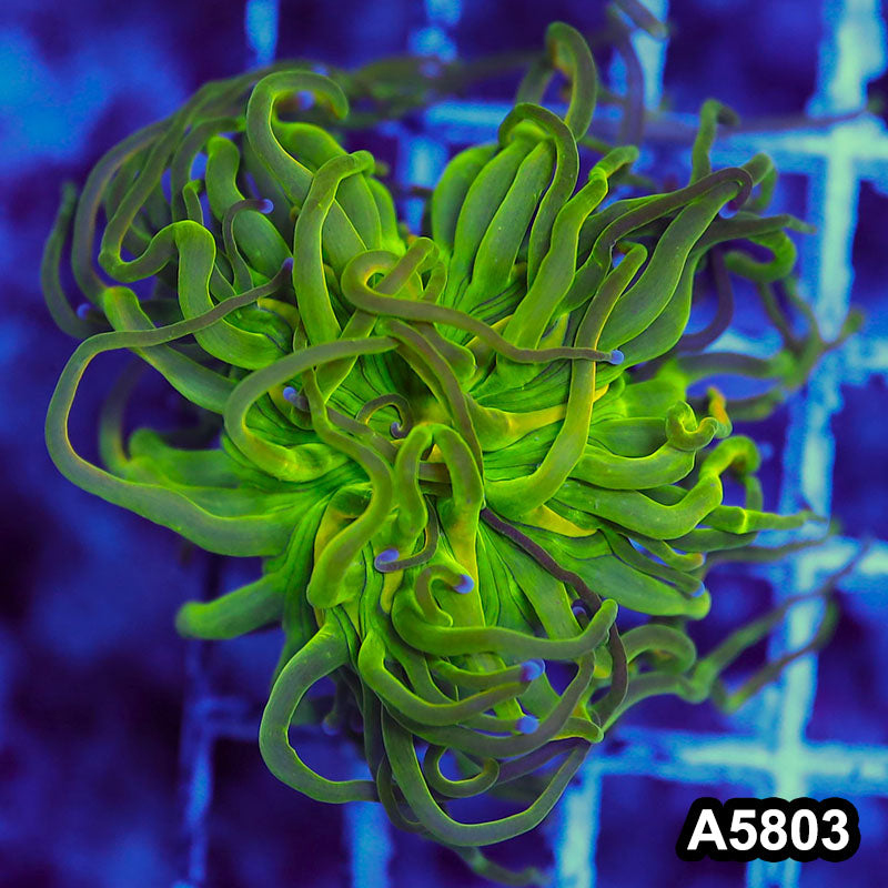 Item#A5803LW5803(M) WYSIWYG Indo Maricultured Rare Blue Tip Holy Grail Torch Single Head