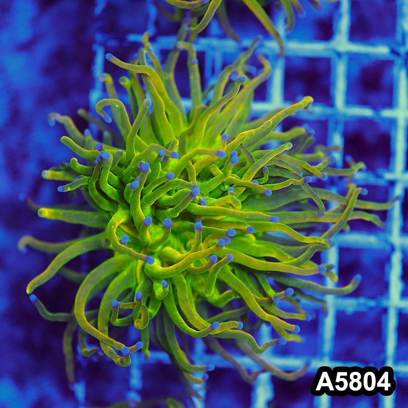 Item#A5804LW5804(M) WYSIWYG Indo Maricultured Rare Blue Tip Holy Grail Torch Single Head