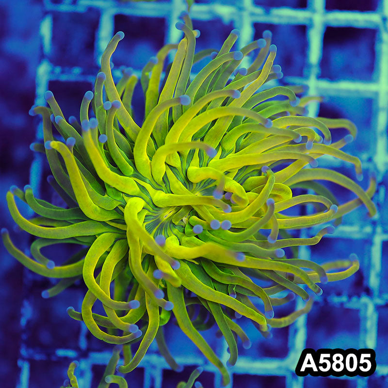 Item#A5805LW5805(M) WYSIWYG Indo Maricultured Rare Blue Tip Holy Grail Torch Single Head